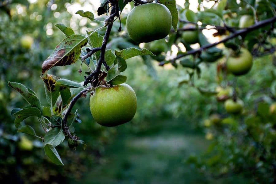 MEDIA COVERAGE – Two-tier tax a burden for cider producers